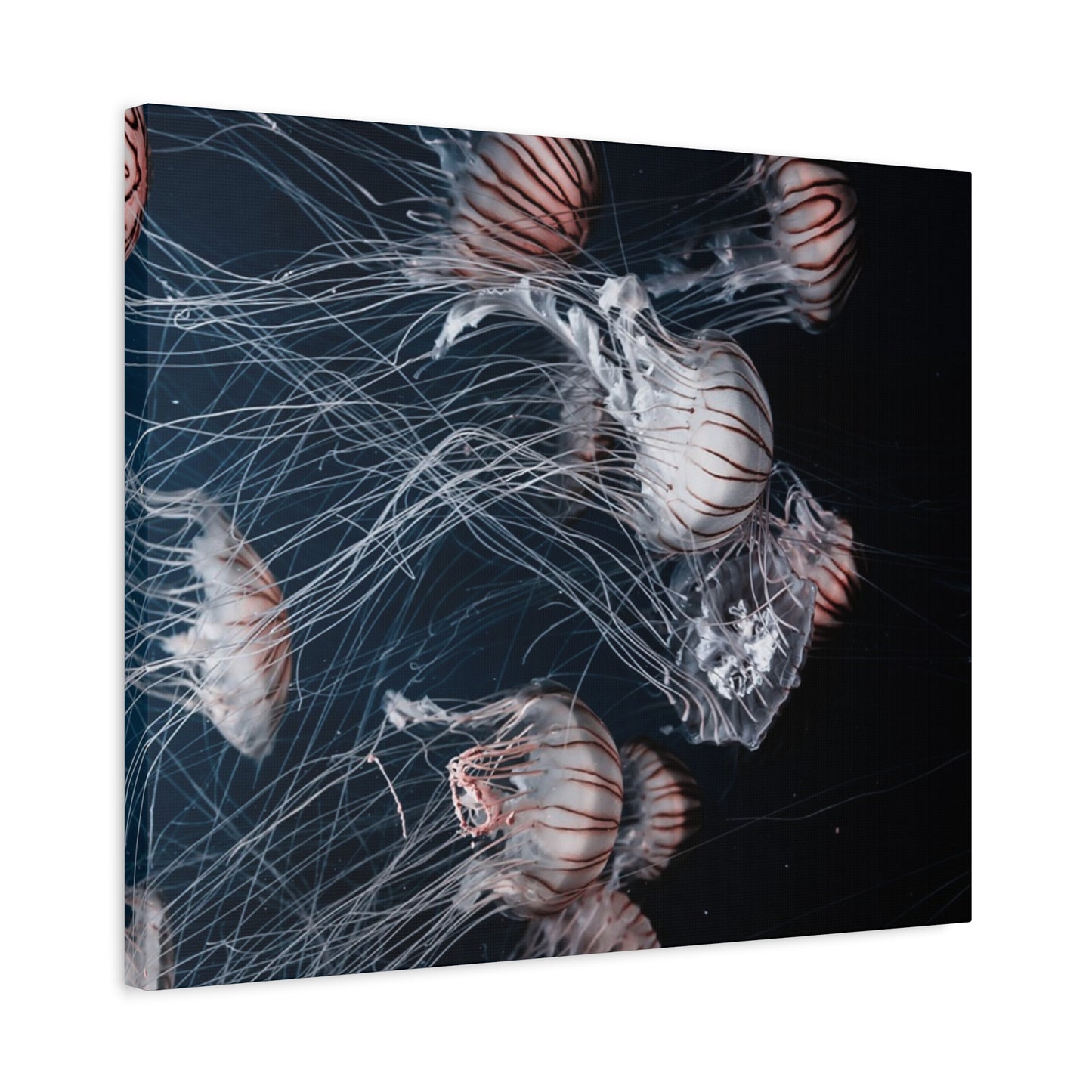 Jellyfish Swarm Matte Stretched Canvas