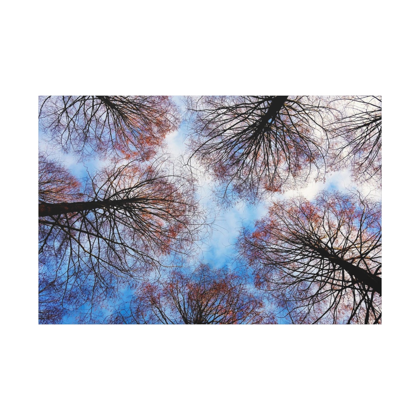 Canopy Sky Canvas Print — Winter Tree Tops Wall Art