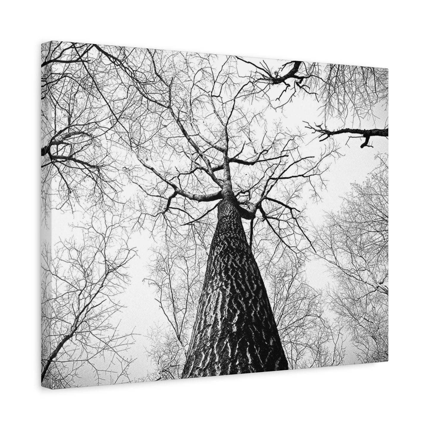 Black & White Tree Canopy Matte Canvas Wall Art — Upward Forest Photography