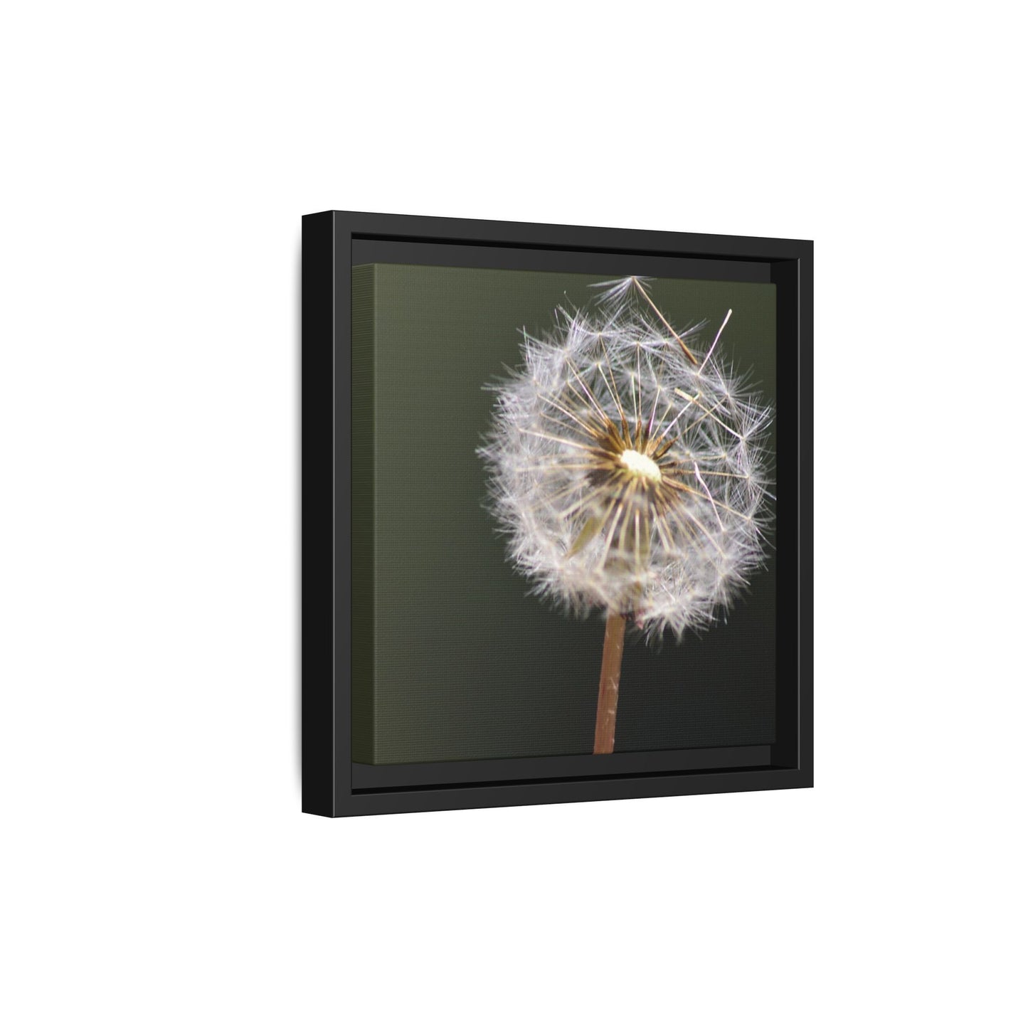 Framed Dandelion Canvas Print — Matte Botanical Wall Art
