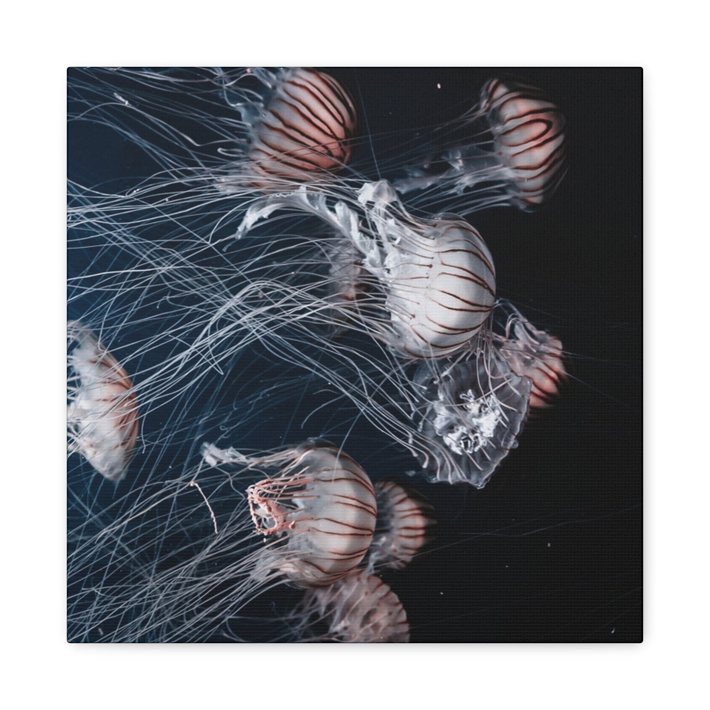 Jellyfish Swarm Matte Stretched Canvas