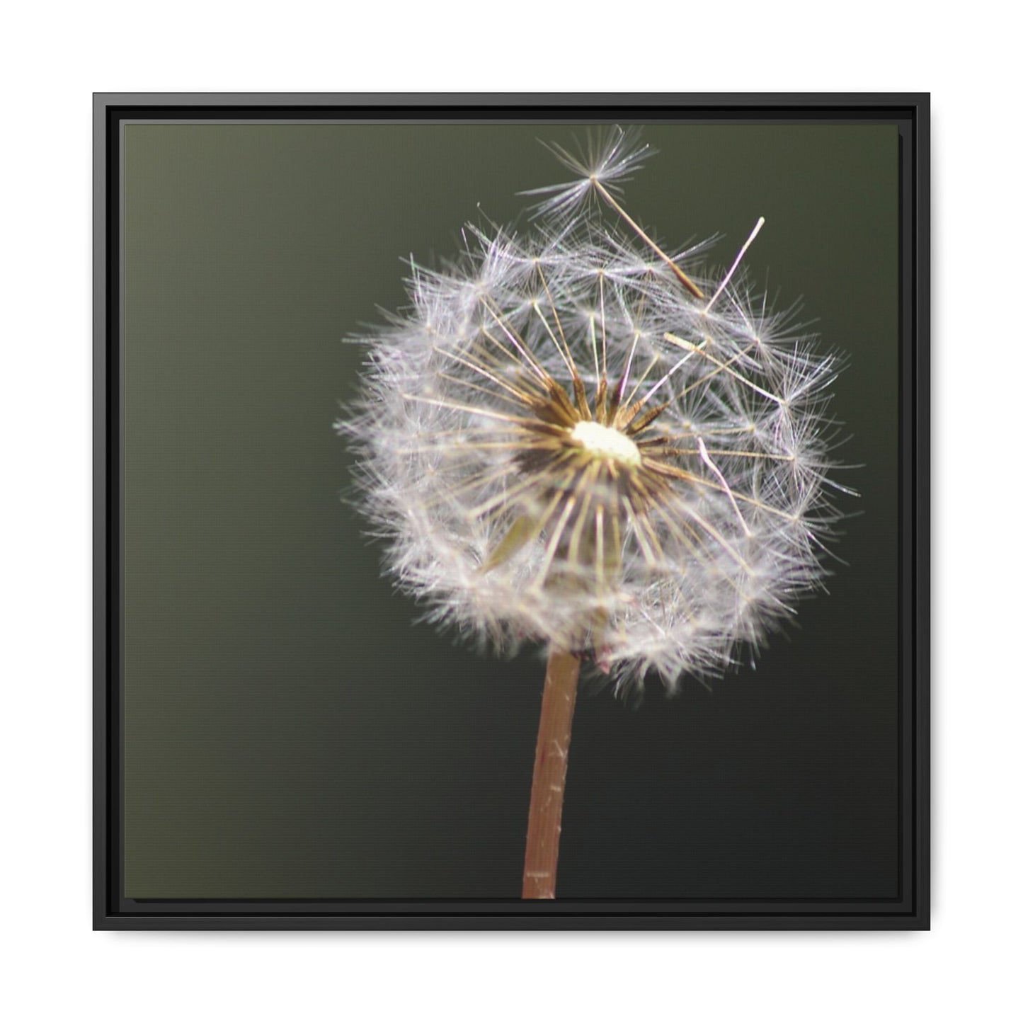 Framed Dandelion Canvas Print — Matte Botanical Wall Art