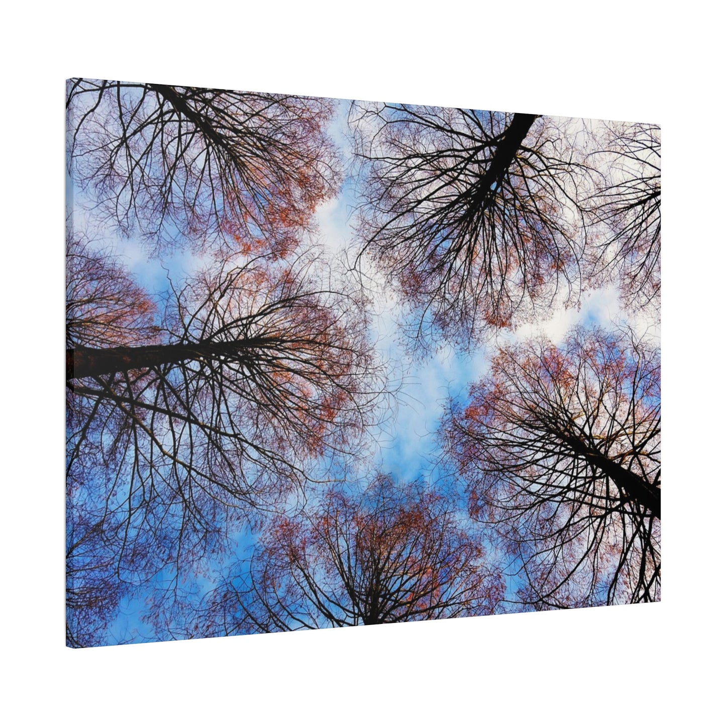 Canopy Sky Canvas Print — Winter Tree Tops Wall Art