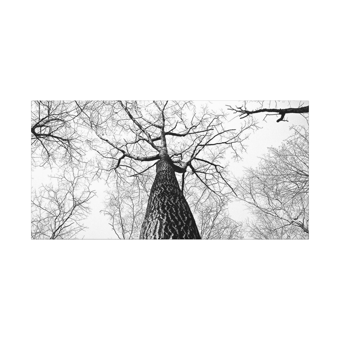 Black & White Tree Canopy Matte Canvas Wall Art — Upward Forest Photography