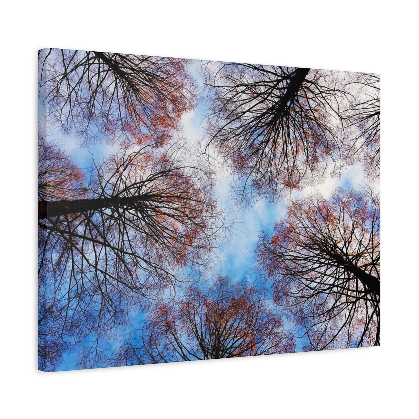 Canopy Sky Canvas Print — Winter Tree Tops Wall Art