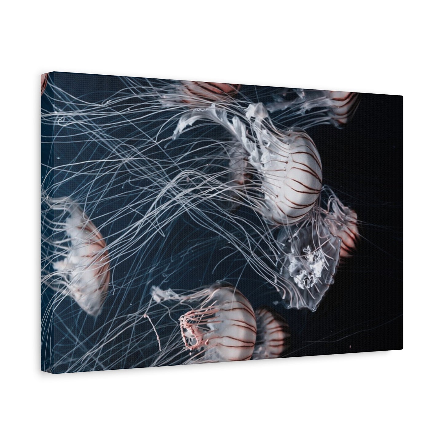 Jellyfish Swarm Matte Stretched Canvas
