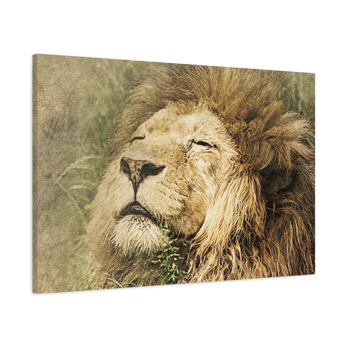 Lion Portrait Matte Canvas Print — Stretched 1.25" Wall Art