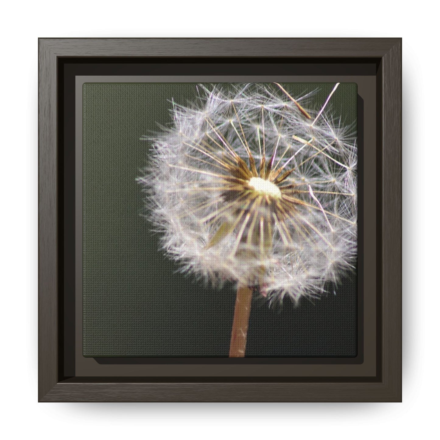 Framed Dandelion Canvas Print — Matte Botanical Wall Art