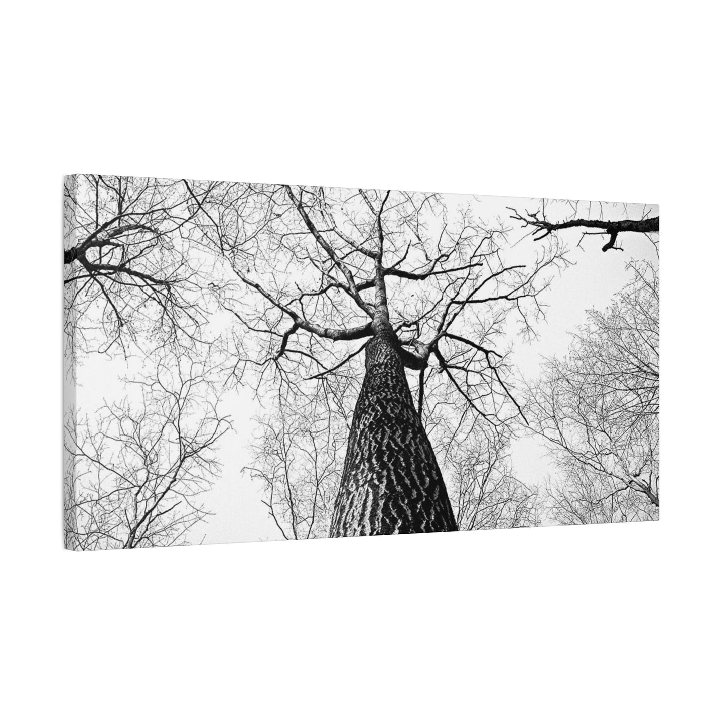 Black & White Tree Canopy Matte Canvas Wall Art — Upward Forest Photography