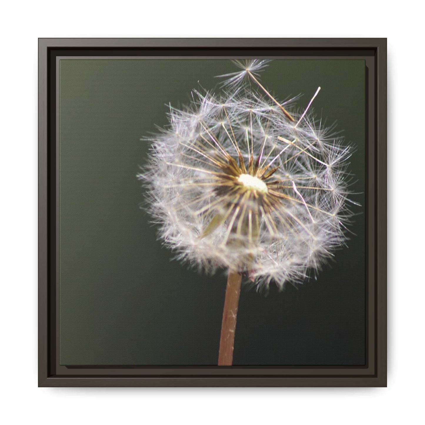 Framed Dandelion Canvas Print — Matte Botanical Wall Art