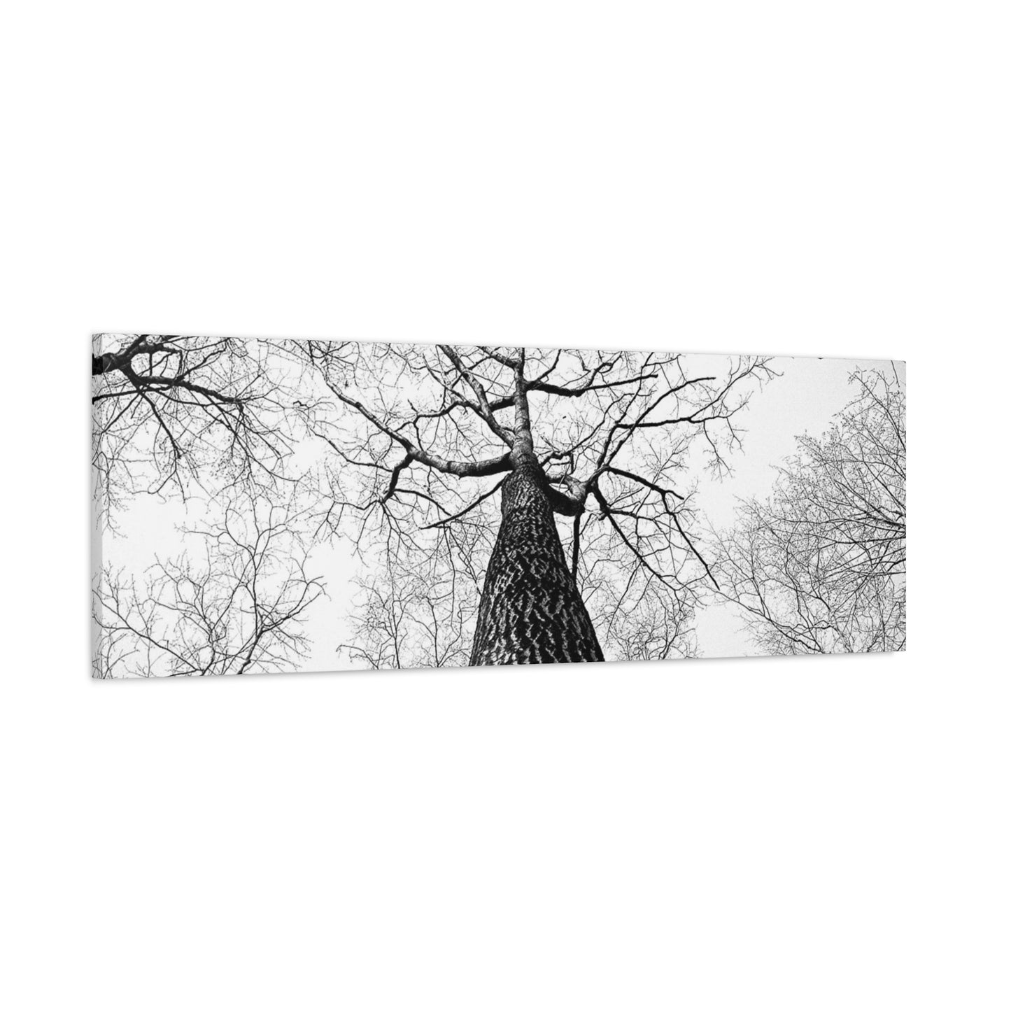 Black & White Tree Canopy Matte Canvas Wall Art — Upward Forest Photography