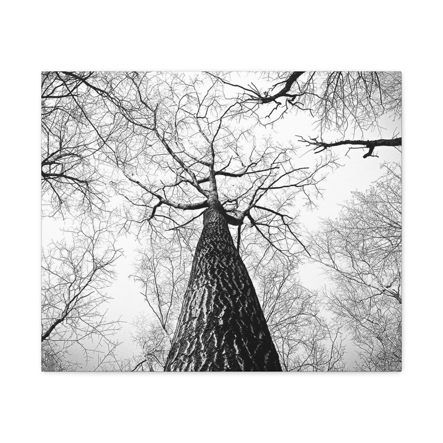 Black & White Tree Canopy Matte Canvas Wall Art — Upward Forest Photography