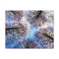 Canopy Sky Canvas Print — Winter Tree Tops Wall Art