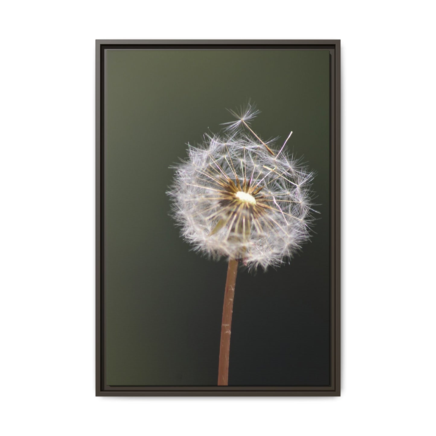Framed Dandelion Canvas Print — Matte Botanical Wall Art