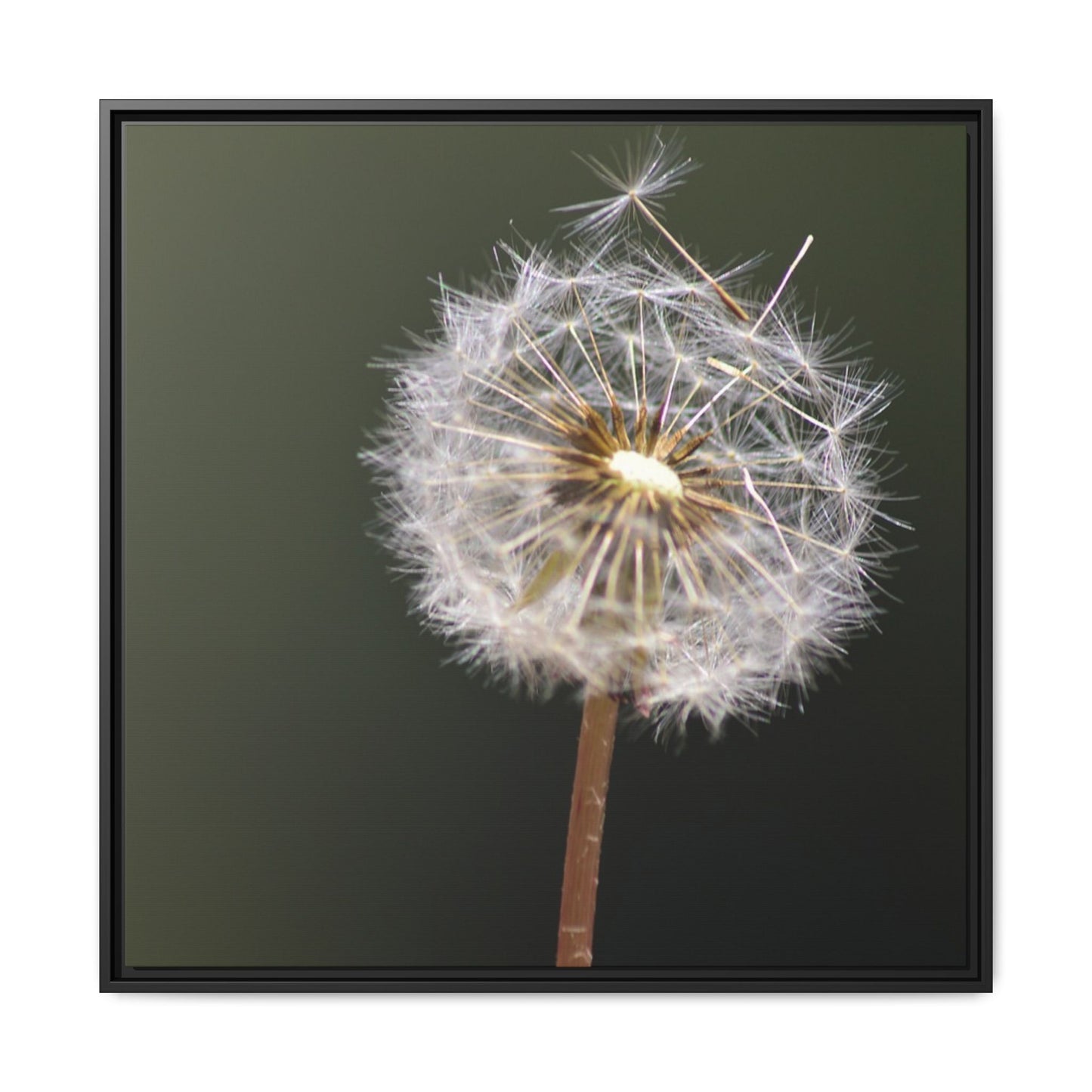 Framed Dandelion Canvas Print — Matte Botanical Wall Art