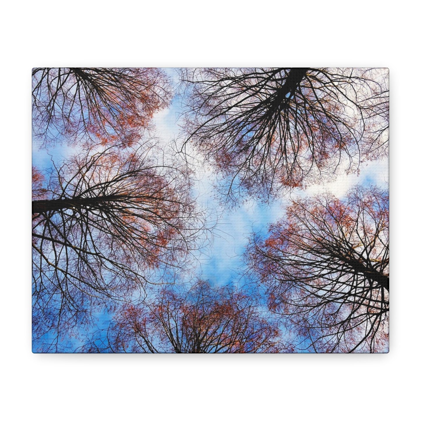 Canopy Sky Canvas Print — Winter Tree Tops Wall Art