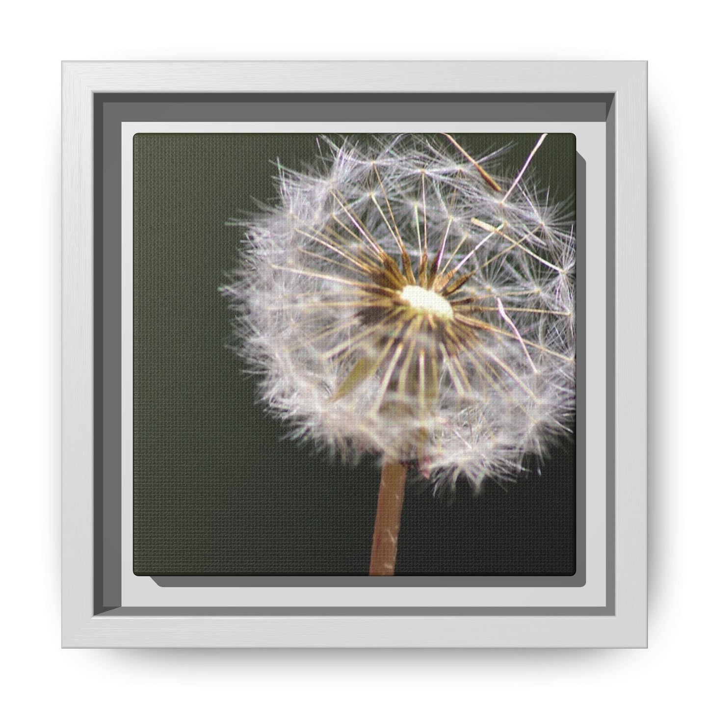 Framed Dandelion Canvas Print — Matte Botanical Wall Art