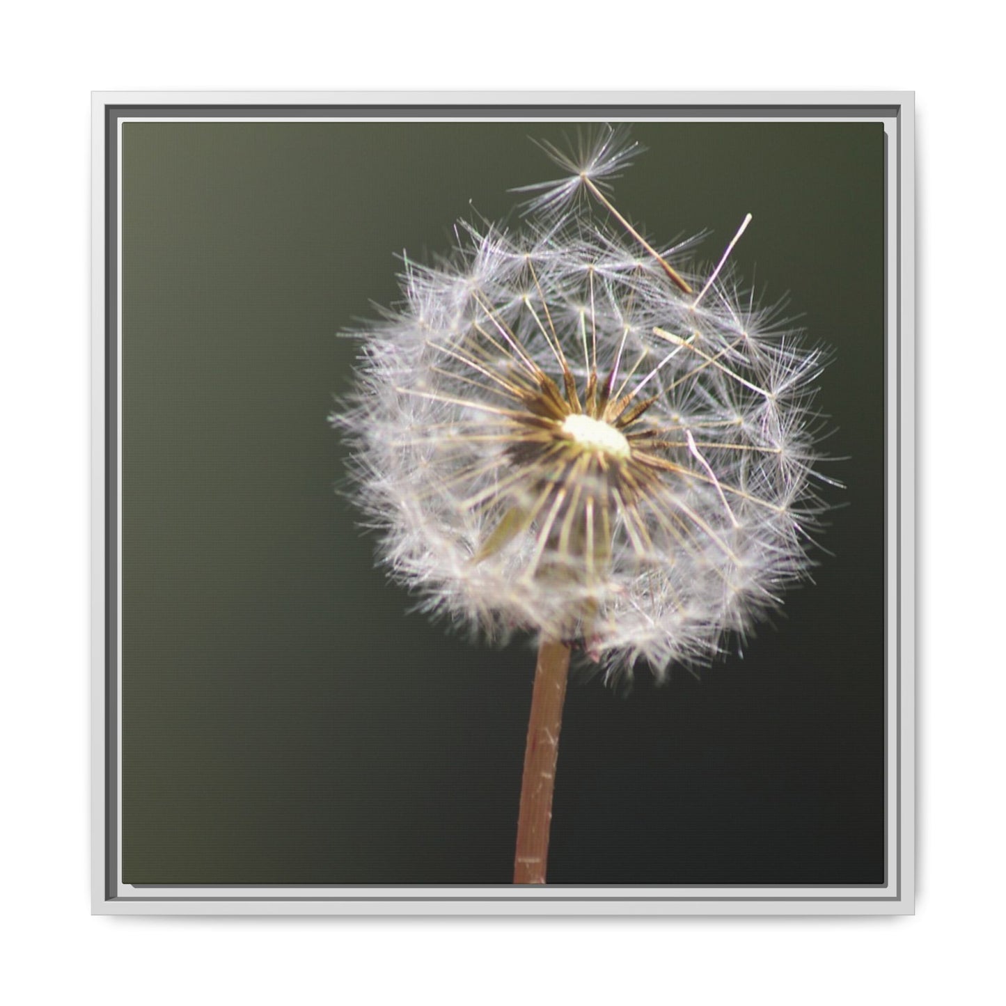 Framed Dandelion Canvas Print — Matte Botanical Wall Art