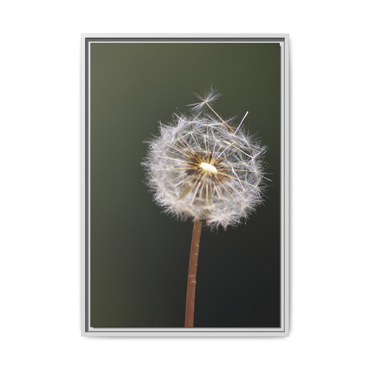 Framed Dandelion Canvas Print — Matte Botanical Wall Art