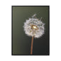 Framed Dandelion Canvas Print — Matte Botanical Wall Art