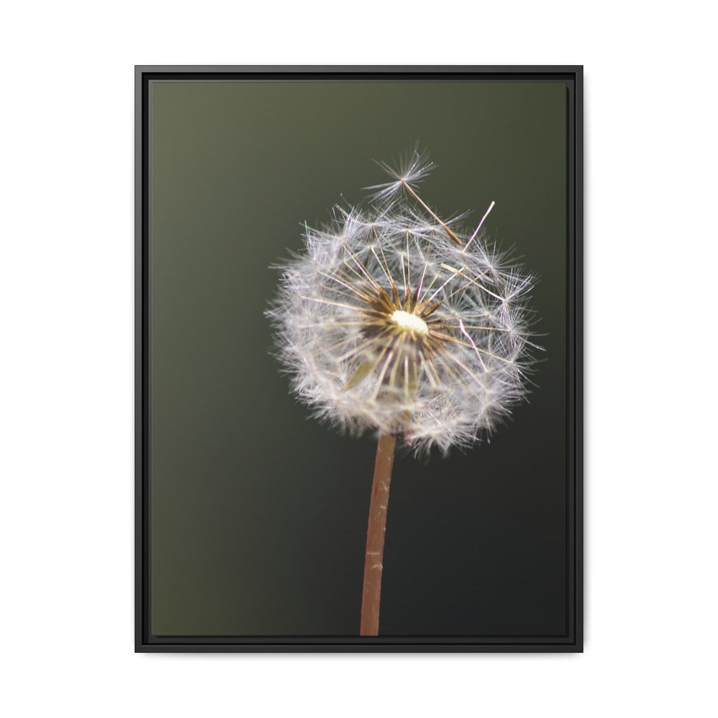 Framed Dandelion Canvas Print — Matte Botanical Wall Art