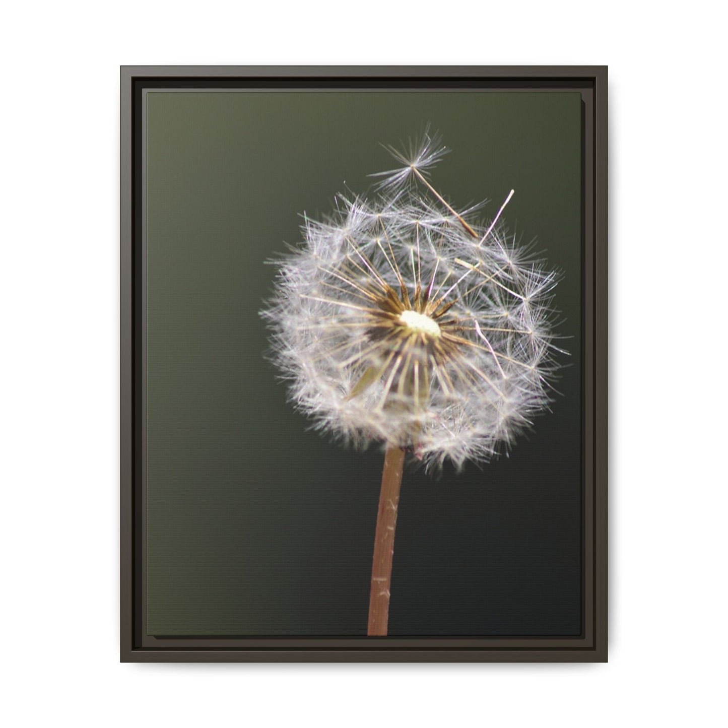 Framed Dandelion Canvas Print — Matte Botanical Wall Art