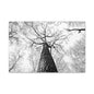 Black & White Tree Canopy Matte Canvas Wall Art — Upward Forest Photography