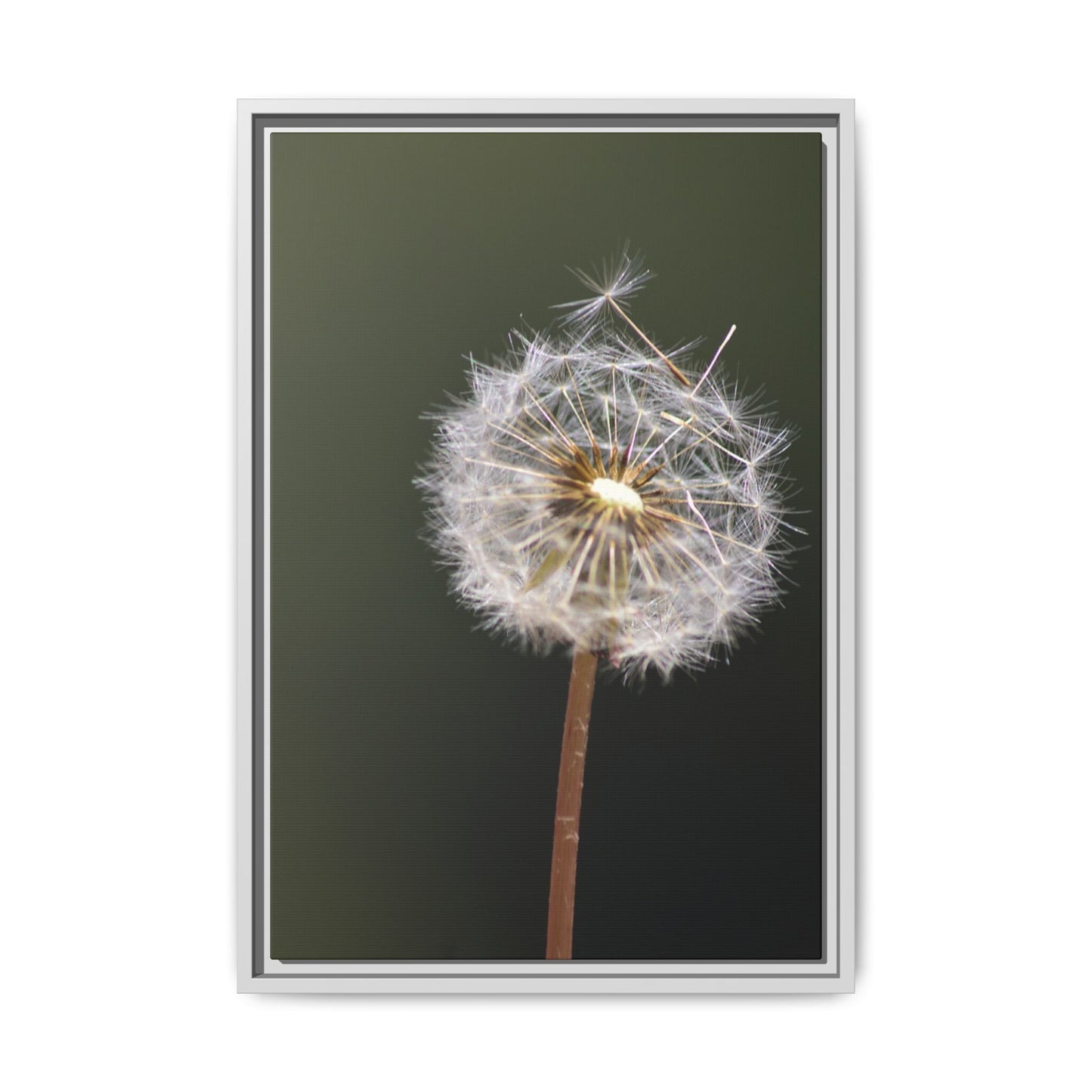 Framed Dandelion Canvas Print — Matte Botanical Wall Art