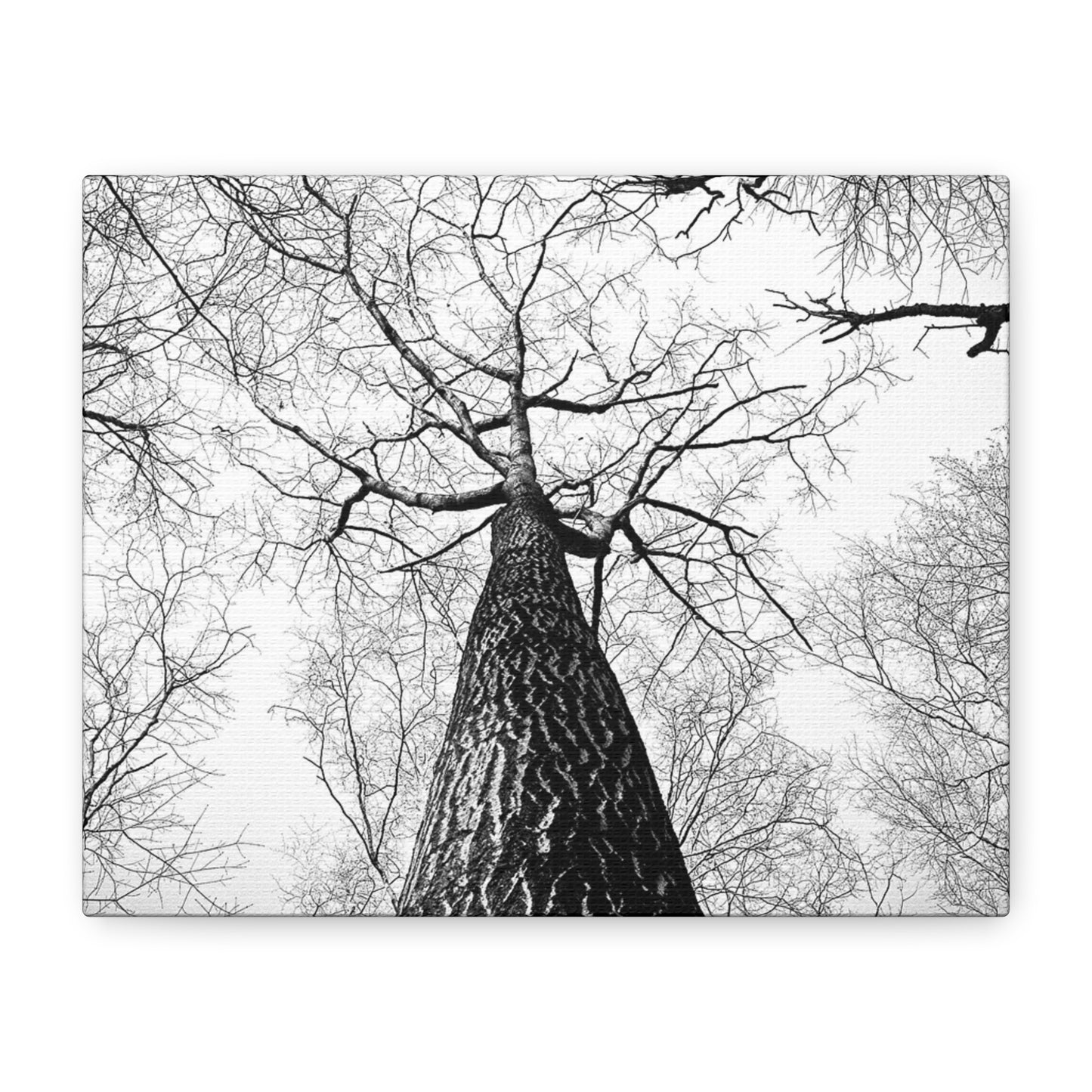 Black & White Tree Canopy Matte Canvas Wall Art — Upward Forest Photography