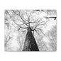 Black & White Tree Canopy Matte Canvas Wall Art — Upward Forest Photography