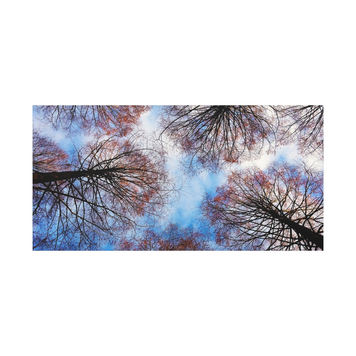 Canopy Sky Canvas Print — Winter Tree Tops Wall Art