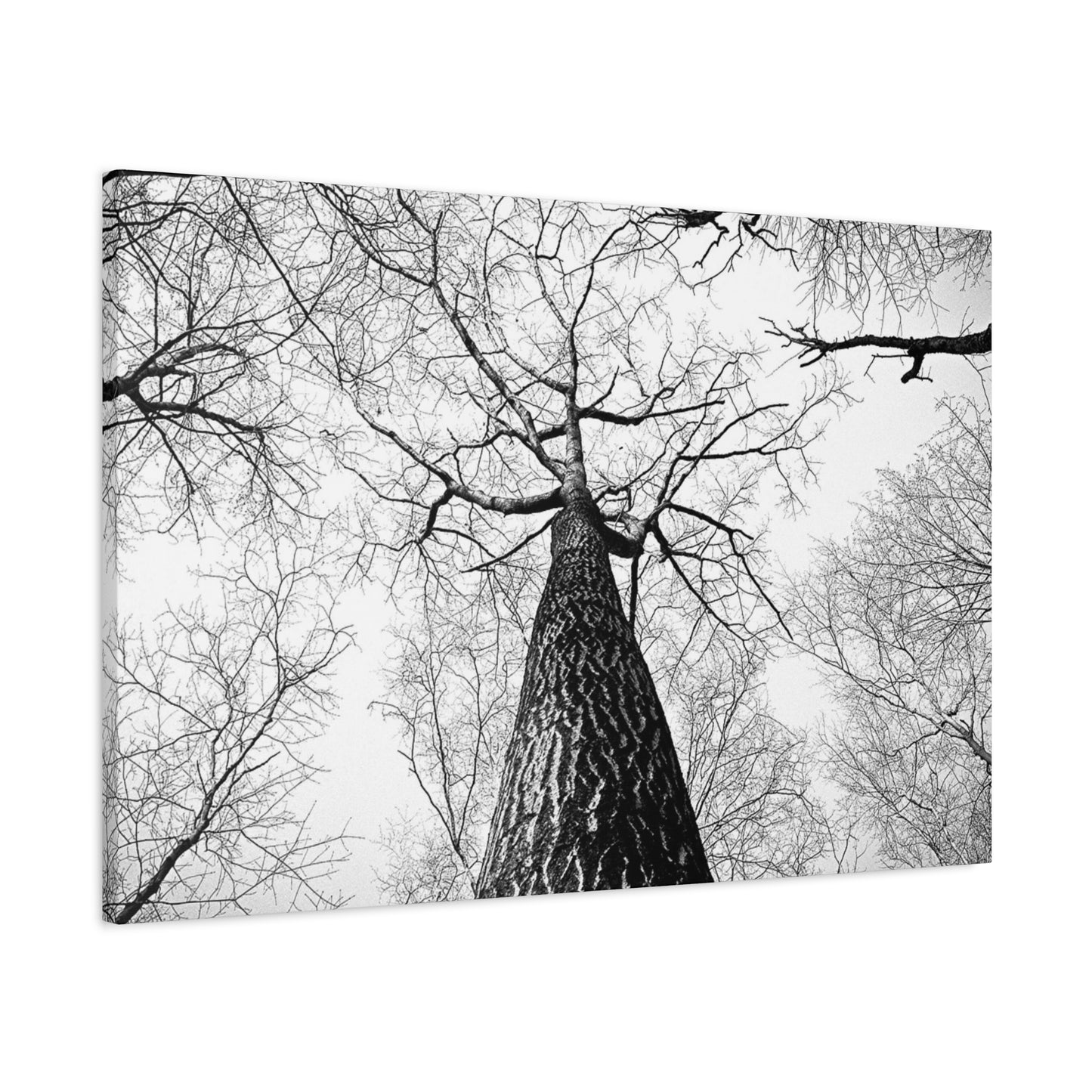Black & White Tree Canopy Matte Canvas Wall Art — Upward Forest Photography