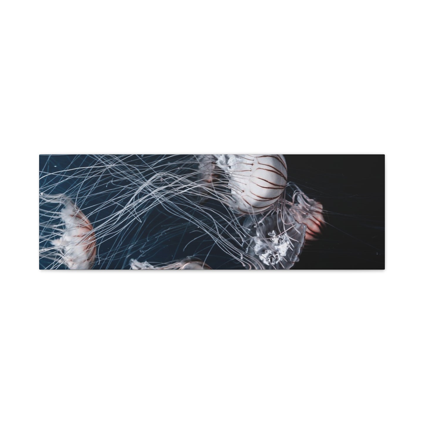 Jellyfish Swarm Matte Stretched Canvas