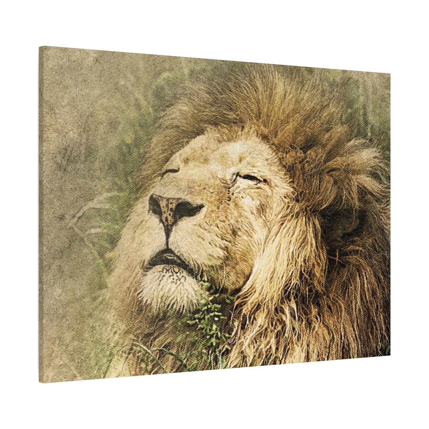 Lion Portrait Matte Canvas Print — Stretched 1.25" Wall Art
