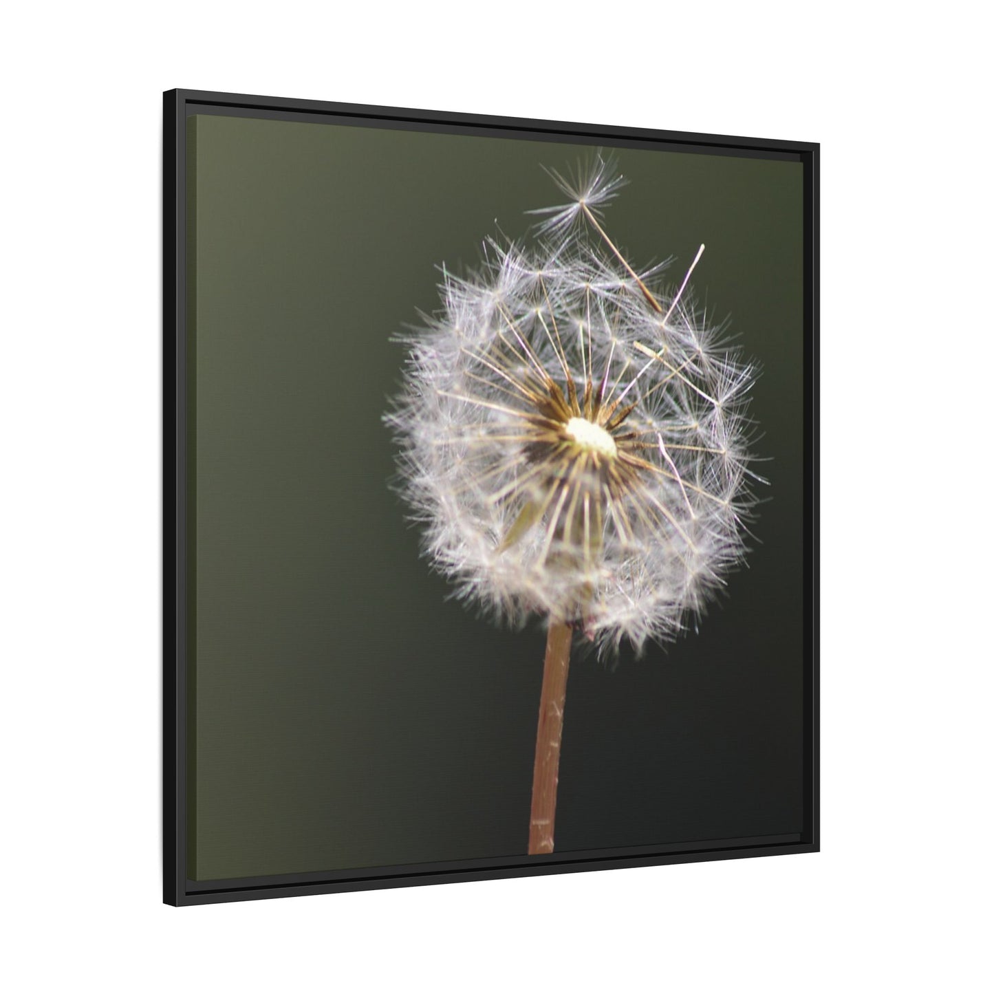 Framed Dandelion Canvas Print — Matte Botanical Wall Art