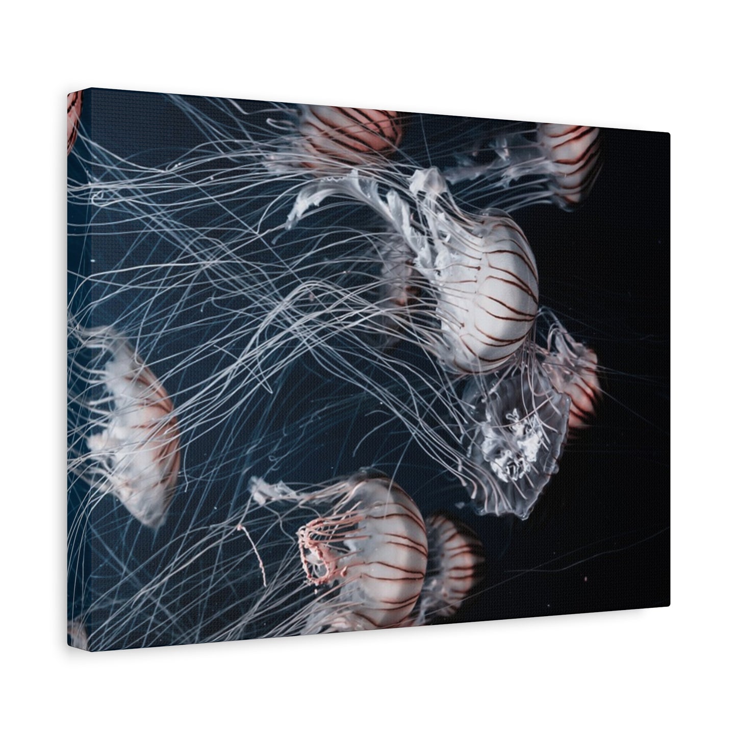 Jellyfish Swarm Matte Stretched Canvas