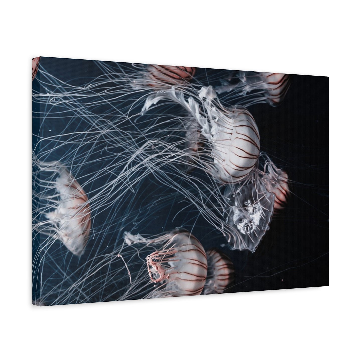 Jellyfish Swarm Matte Stretched Canvas