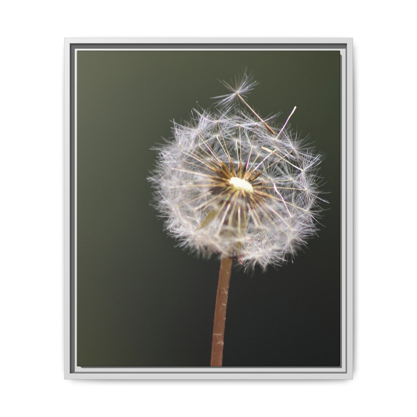 Framed Dandelion Canvas Print — Matte Botanical Wall Art