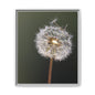 Framed Dandelion Canvas Print — Matte Botanical Wall Art