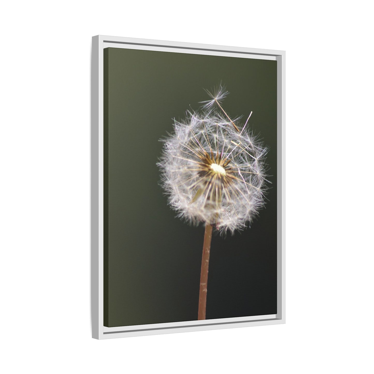 Framed Dandelion Canvas Print — Matte Botanical Wall Art