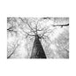 Black & White Tree Canopy Matte Canvas Wall Art — Upward Forest Photography