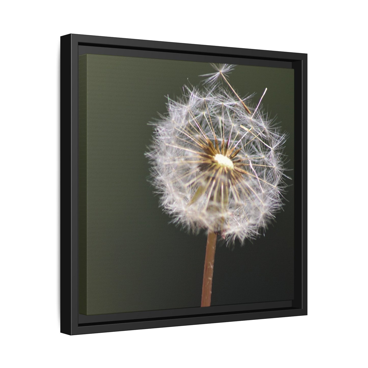 Framed Dandelion Canvas Print — Matte Botanical Wall Art
