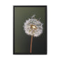 Framed Dandelion Canvas Print — Matte Botanical Wall Art
