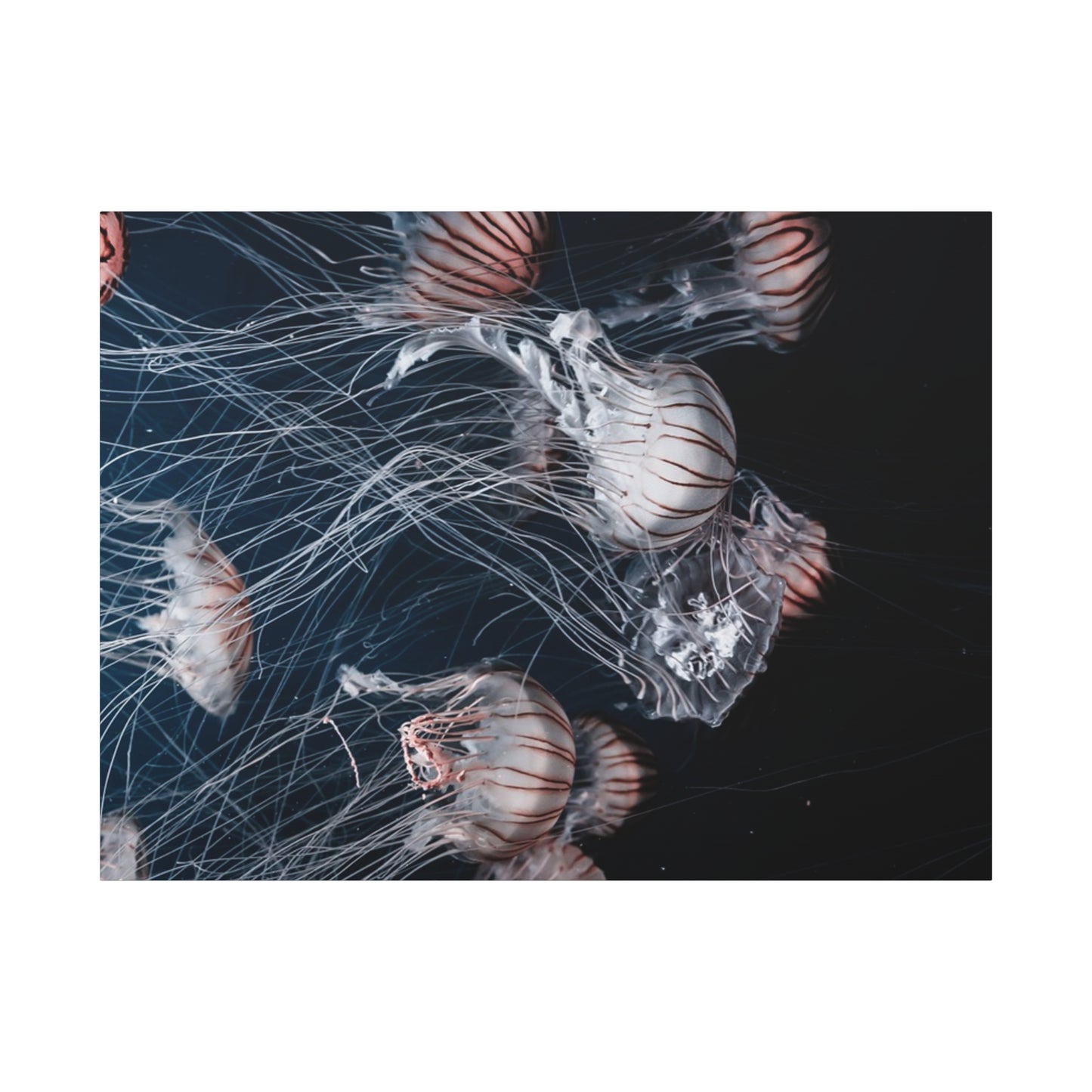 Jellyfish Swarm Matte Stretched Canvas