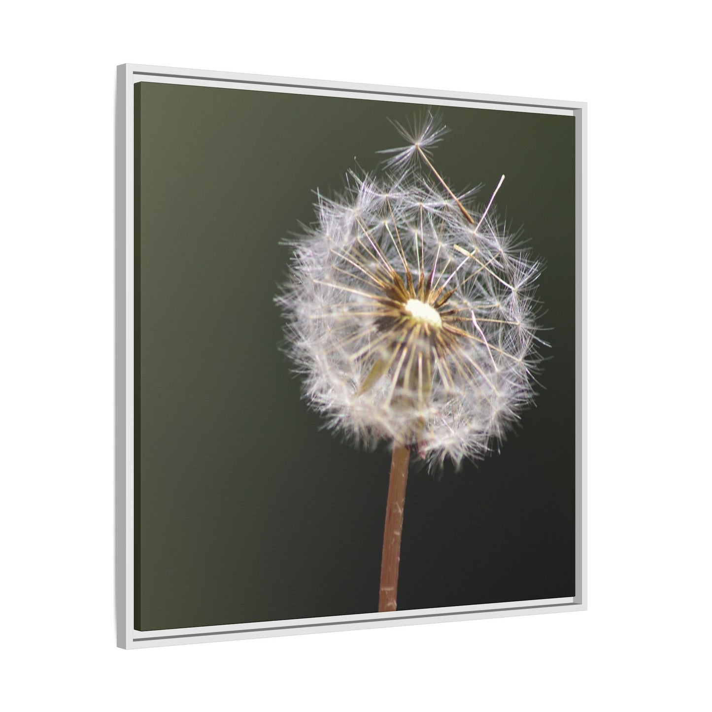 Framed Dandelion Canvas Print — Matte Botanical Wall Art