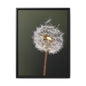 Framed Dandelion Canvas Print — Matte Botanical Wall Art