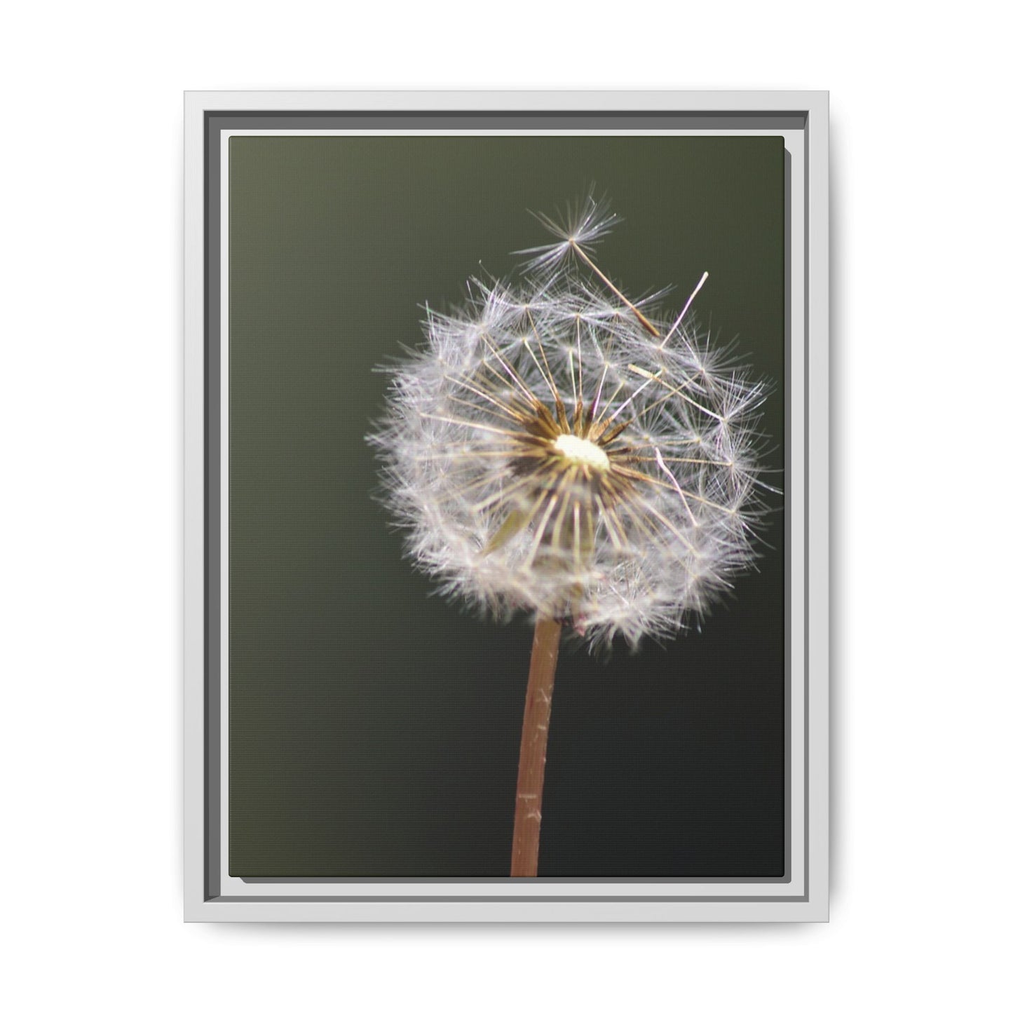 Framed Dandelion Canvas Print — Matte Botanical Wall Art