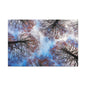 Canopy Sky Canvas Print — Winter Tree Tops Wall Art