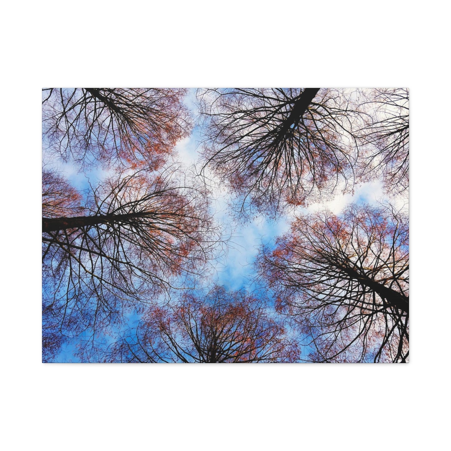 Canopy Sky Canvas Print — Winter Tree Tops Wall Art
