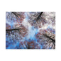 Canopy Sky Canvas Print — Winter Tree Tops Wall Art